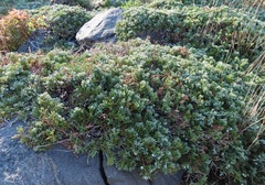 Juniperus horizontalis