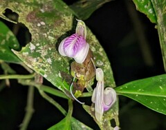 Justicia phytolaccoides