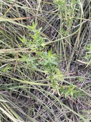 Euthamia gymnospermoides