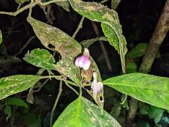 Justicia phytolaccoides