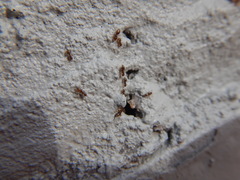 Brachymyrmex obscurior