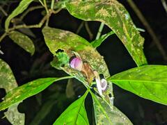 Justicia phytolaccoides