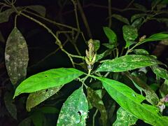 Justicia phytolaccoides