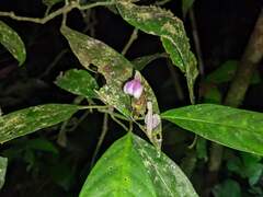 Justicia phytolaccoides