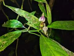 Justicia phytolaccoides