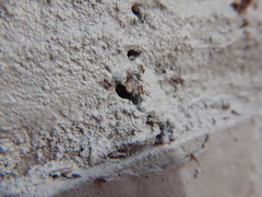 Brachymyrmex obscurior