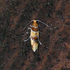 Epicallima argenticinctella