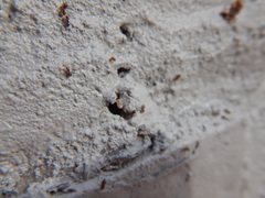 Brachymyrmex obscurior