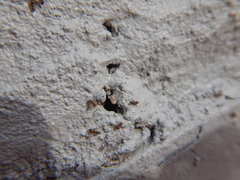 Brachymyrmex obscurior