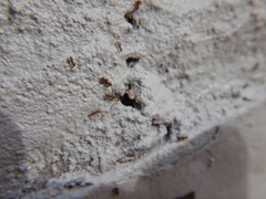 Brachymyrmex obscurior