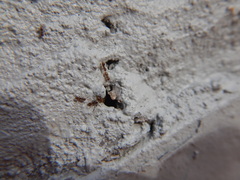 Brachymyrmex obscurior