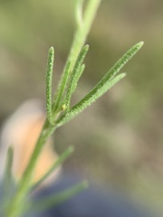 Schkuhria pinnata