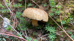 Suillus tomentosus