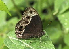 Bicyclus danckelmani