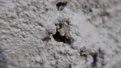 Brachymyrmex obscurior