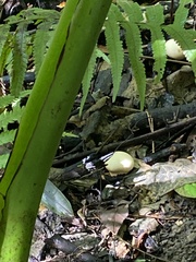Lycoperdaceae
