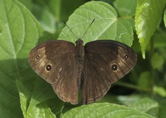 Bicyclus danckelmani