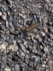 Melanoplus fasciatus