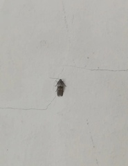Blastobasidae