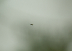 Vermivora chrysoptera