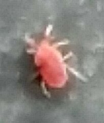 Trombidiformes