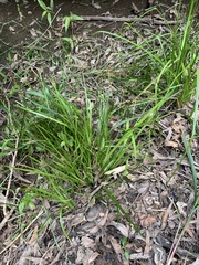 Juncus prismatocarpus