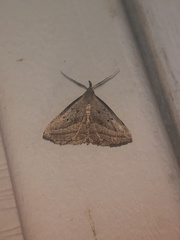 Macrochilo hypocritalis