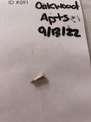 Tineola bisselliella