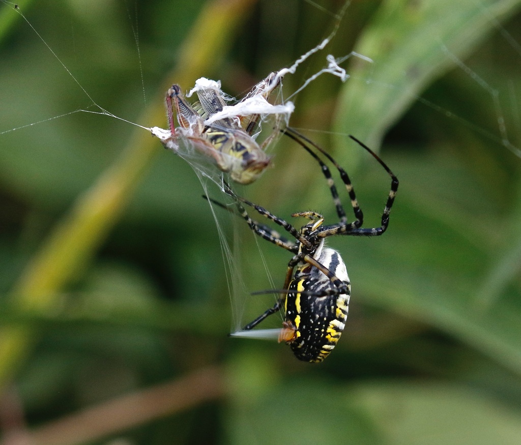 Banded Garden Spider from Lucas County, OH, USA on September 13, 2022 ...