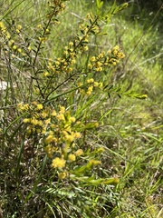 Acacia acinacea