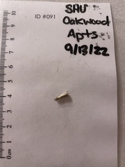 Tineola bisselliella