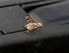 Pseudotephritina