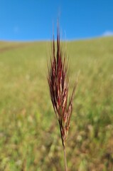Bromus rubens
