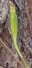 Caladenia alata