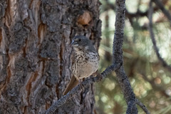 Passerella iliaca stephensi