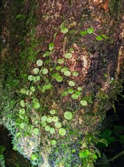 Peperomia rotundifolia