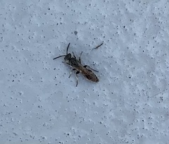 Tiphiinae