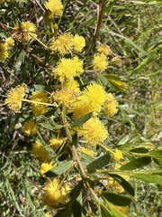 Acacia acinacea