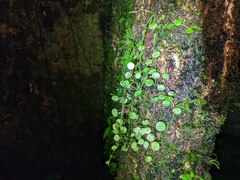 Peperomia rotundifolia
