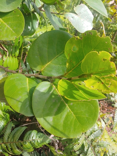 Swartz's pigeonplum (Coccoloba swartzii)