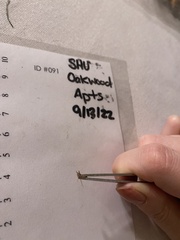 Tineola bisselliella