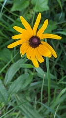 Rudbeckia