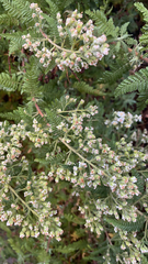 Chamaebatiaria millefolium