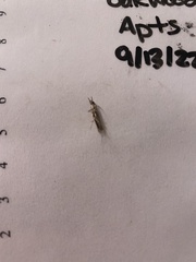 Tineola bisselliella