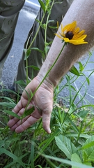 Rudbeckia