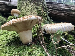 Lactifluus deceptivus