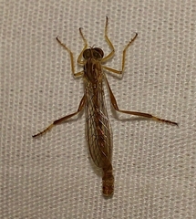 Leptogastrinae