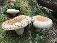 Lactifluus deceptivus