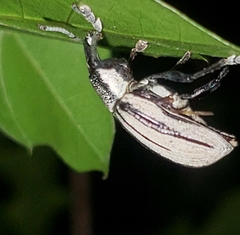 Diaprepes abbreviatus