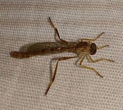 Leptogastrinae